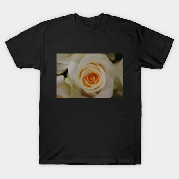 weisse Rosen T-Shirt by OVP Art&Design